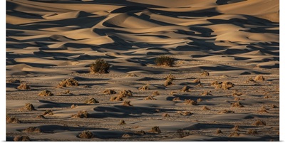 The Amazing Mesquite Sand Dunes At Death Valley National Park