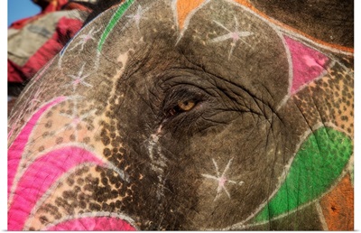 The eye of a painted elephant in Jaipur, India