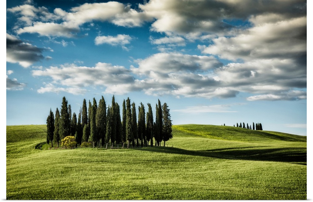 The trees of Val D'Orcia in Tuscany.