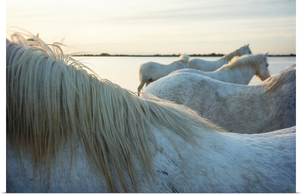 The White Horses of the Camargue by the water in the South of France.