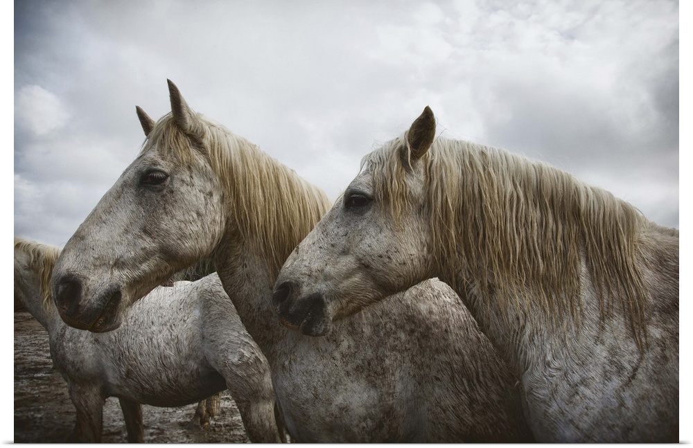 The white horses of the Camargue in the south of France