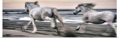 The white horses of the Camargue on the beach