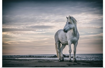 The white horses of the Camargue on the beach in the South of France