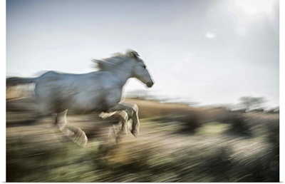 The white horses of the Camargue running in the South of France