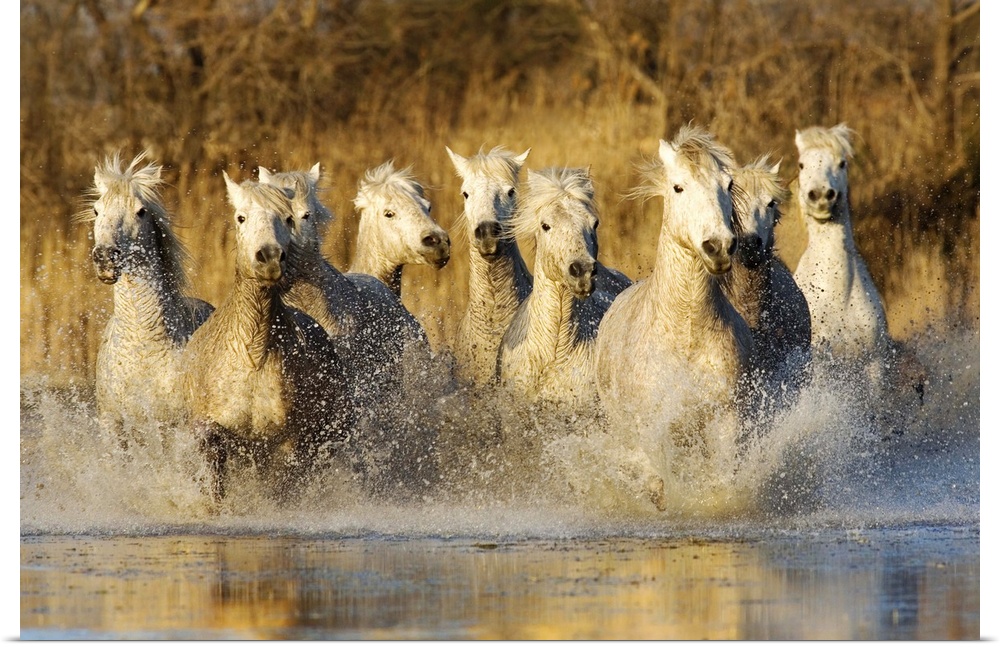 The White Horses of the Camargue running in the water in the south of France