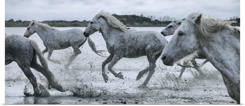 The White Horses of the Camargue running in the water in the South of France.