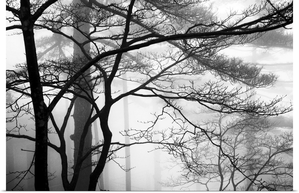 This monochromatic landscape photograph of leafless trees growing in the mist is for the contemporary home or office.