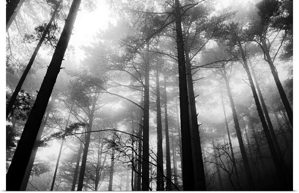 Large, landscape photograph taken from a low angle of tall trees in the fog of the Yellow Mountains in Huangshan, China.