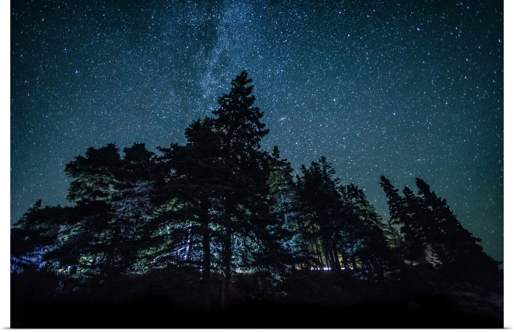 Trees and the night sky in Bar Harbor, Maine