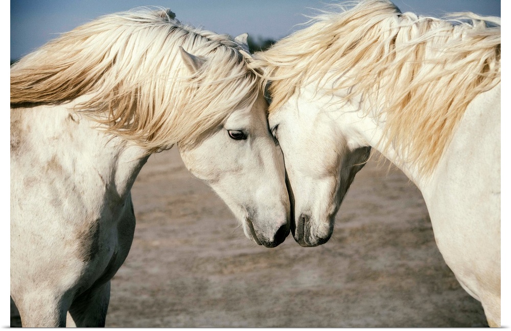 Two Camargue horses loving on each other in the south of France