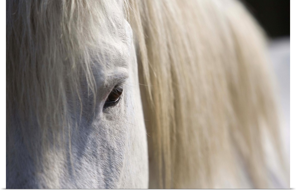 Landscape, large, close up photograph of part of a white horse with a light mane.  The image includes a side portion of hi...