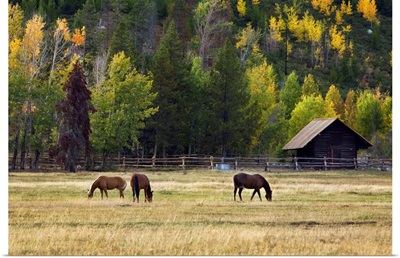Western Horses, Jackson Hole, Wyoming