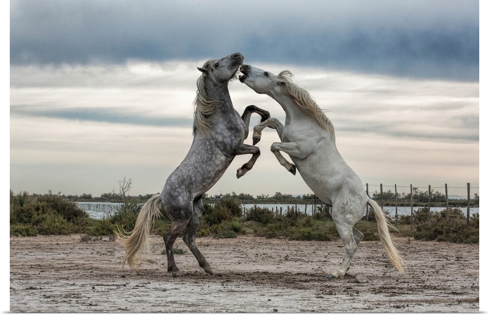 White Camargue horse stallions fighting by the water.