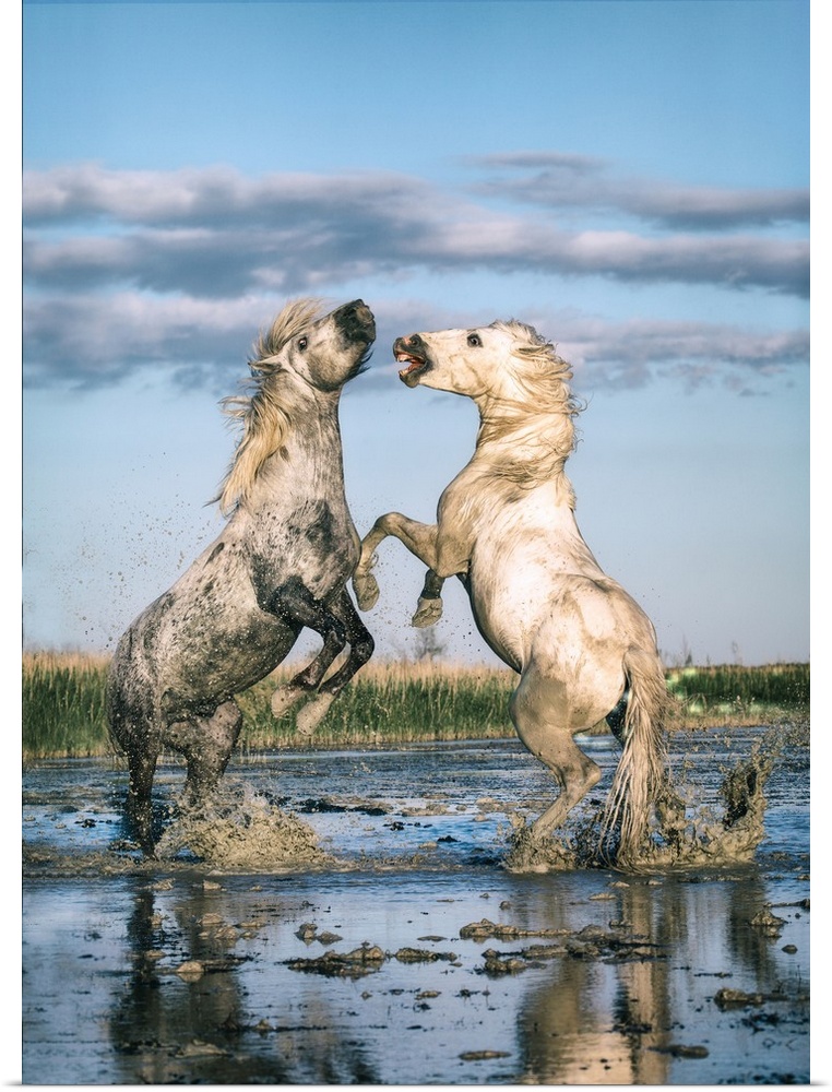 White Camargue horse stallions fighting in the water.