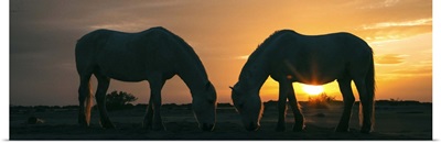 White Camargue horses on the beach in France