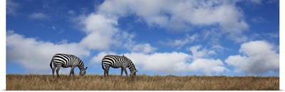 Zebras grazing in Kenya, Africa