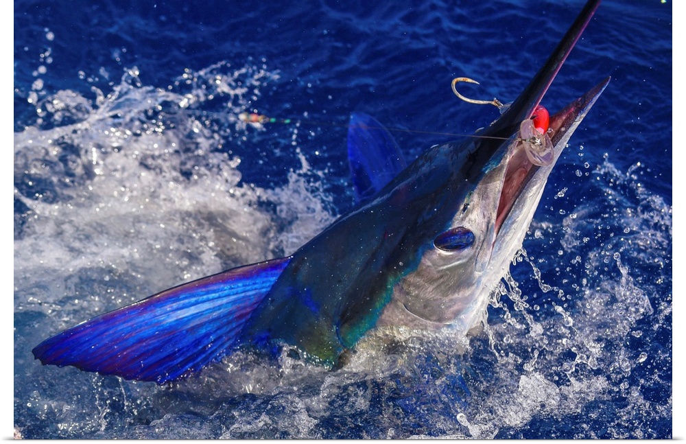 A lit up Striped Marlin tries to throw a big plug in Mexican waters.