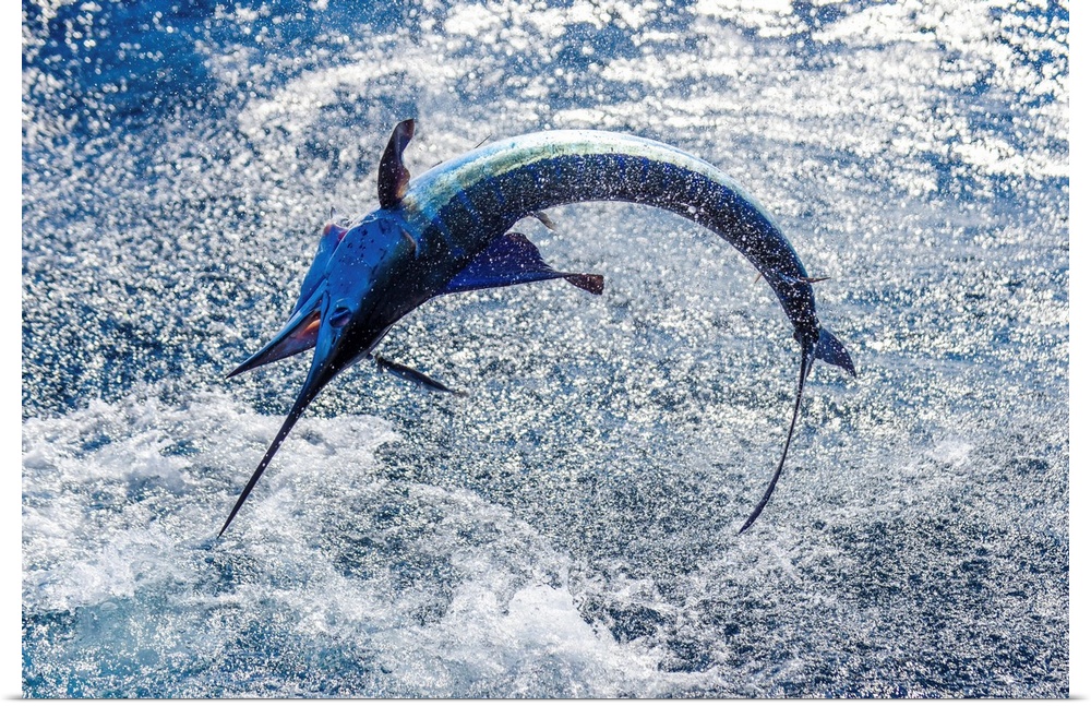 A sailfish does its best to break free