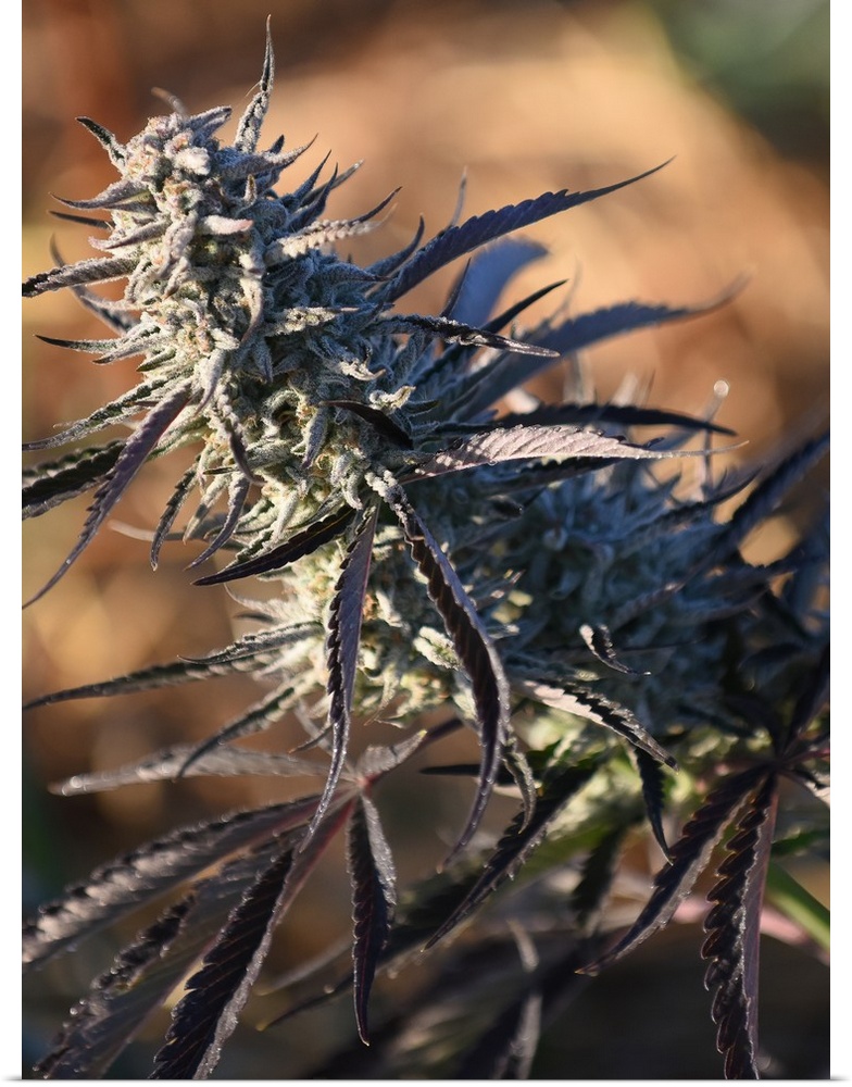 Close up of a cannabis plant with a blurred background.