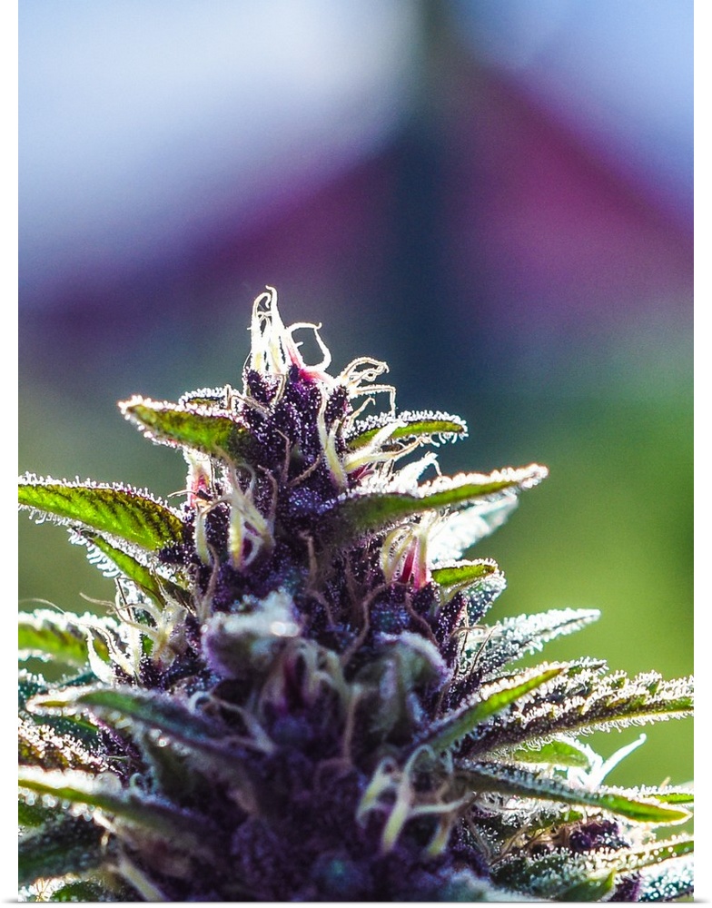 Close up of a green cannabis plant with a blurred background.