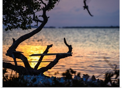 Driftwood on the beach in Belize at sunset