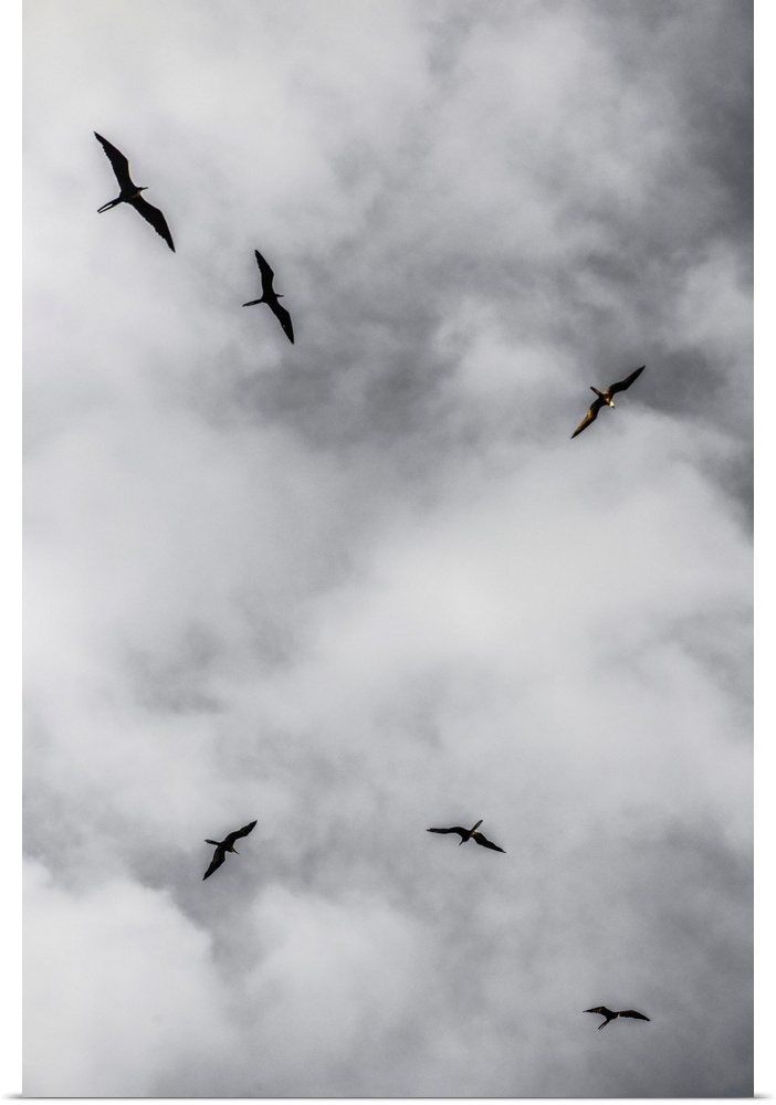 Seabirds circle above a remote island off southern Belize.