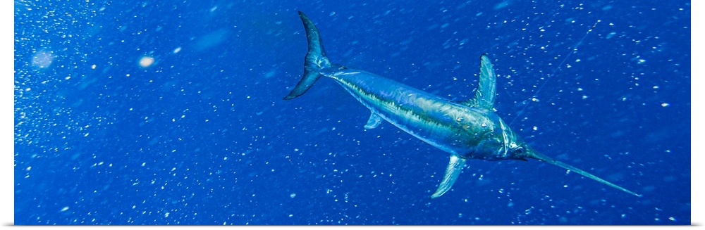 Underwater view of a big swordfish