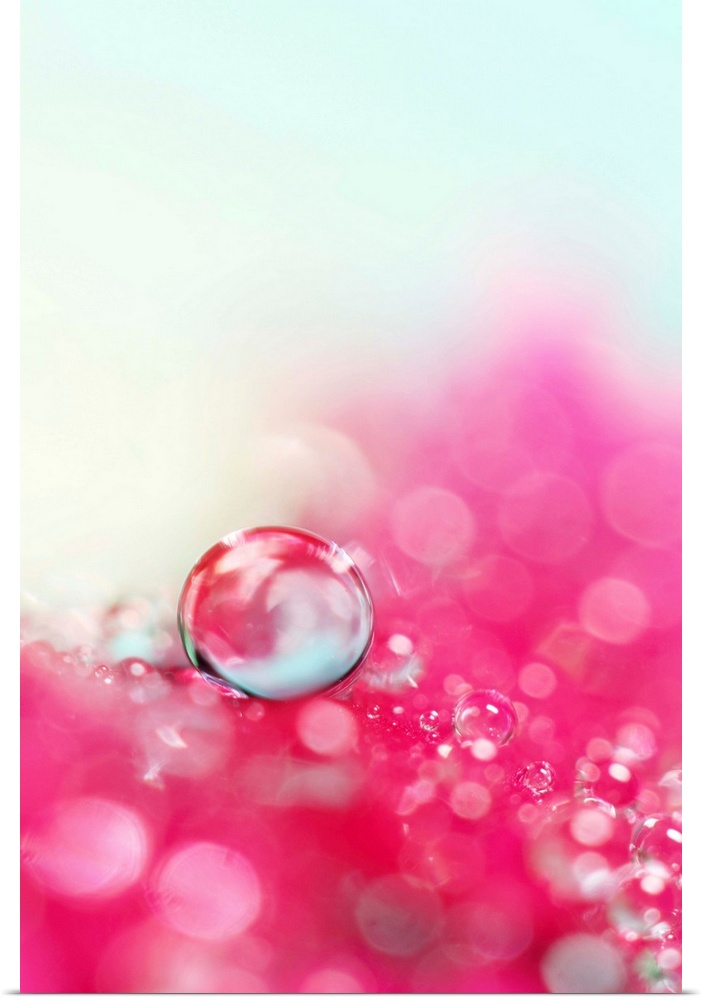 Water drops on a pretty pink flower petal