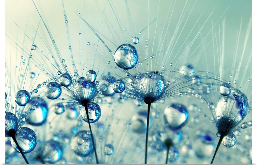 A tiny detail from a Dandelion seed with water droplets