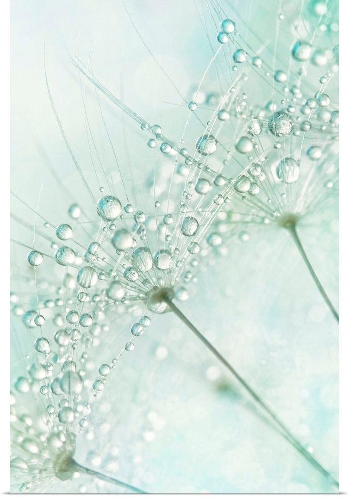 Water droplets on a Dandelion seed.