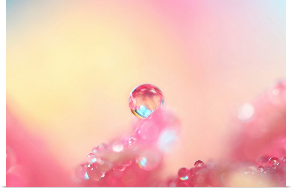 Water droplet on a flower petal.