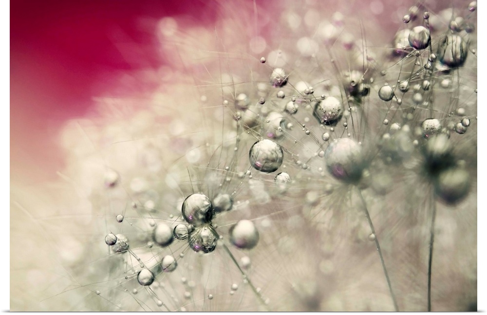 Water drops on a Dandelion seed.