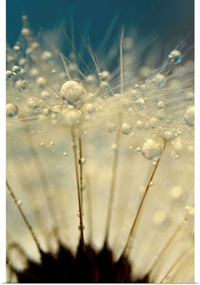 Dandelion with Blue