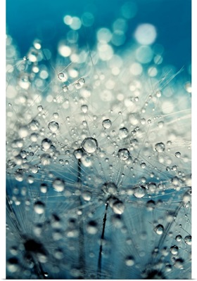 Dandy Blue and Drops