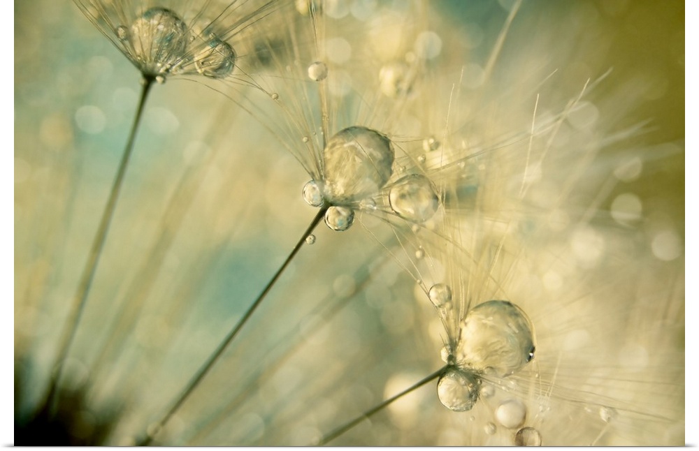 Water drops on a Dandelion seed