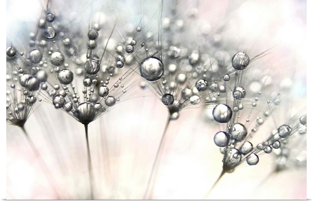 Dandelion seed with drops of water