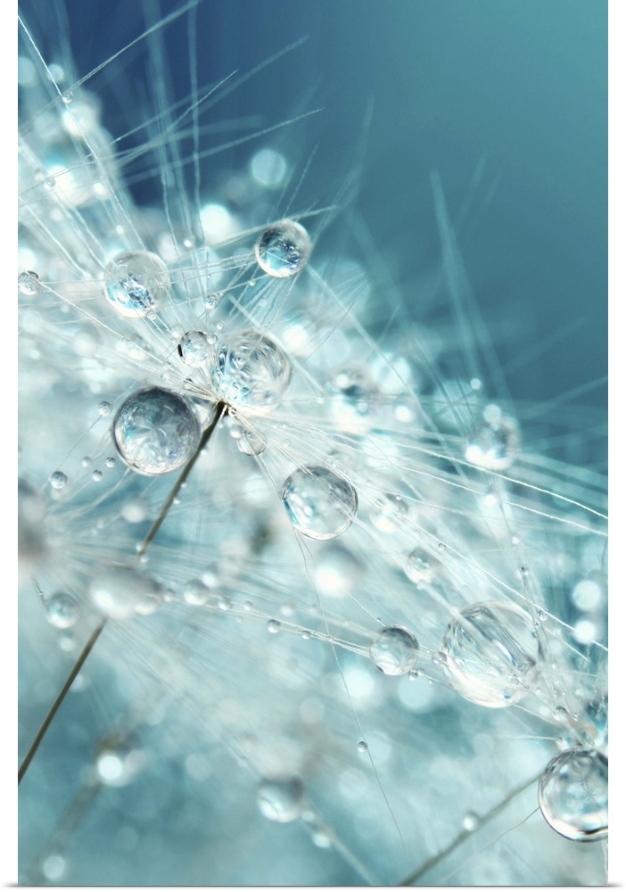 Dandelion seed with water drops.