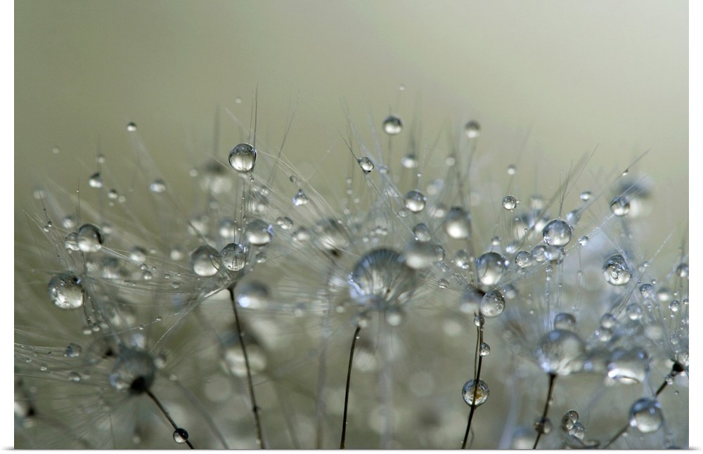 Water droplets on a Dandelion seed