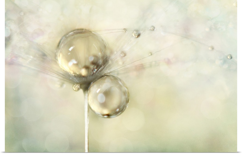 Water droplets on a single Dandelion seed