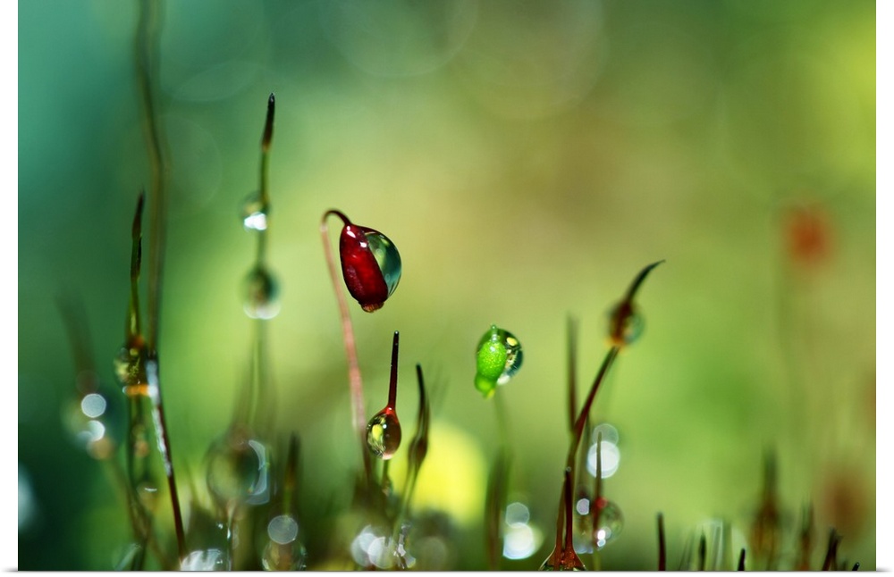 Moss with dew drops