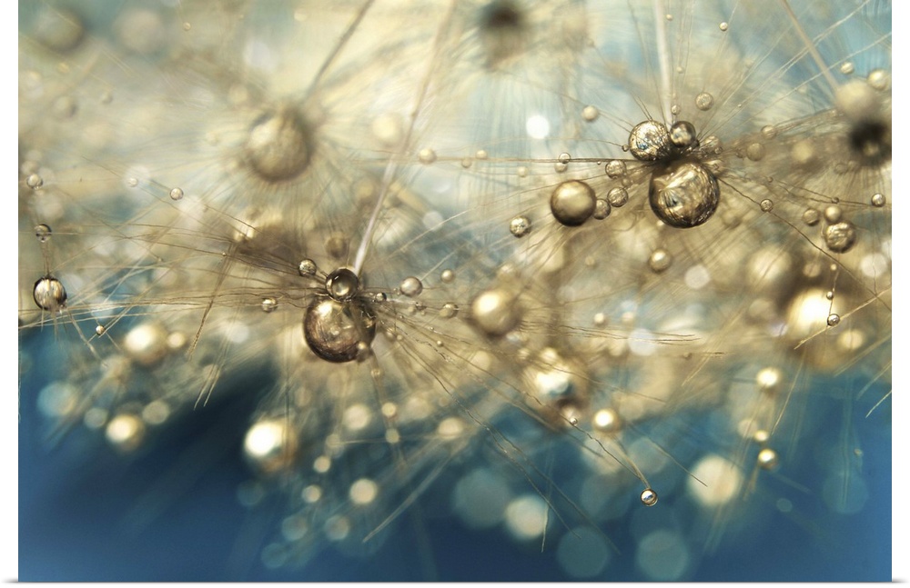 Dandelion seed with water drops