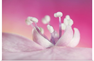 Pretty In Pink Hydrangea