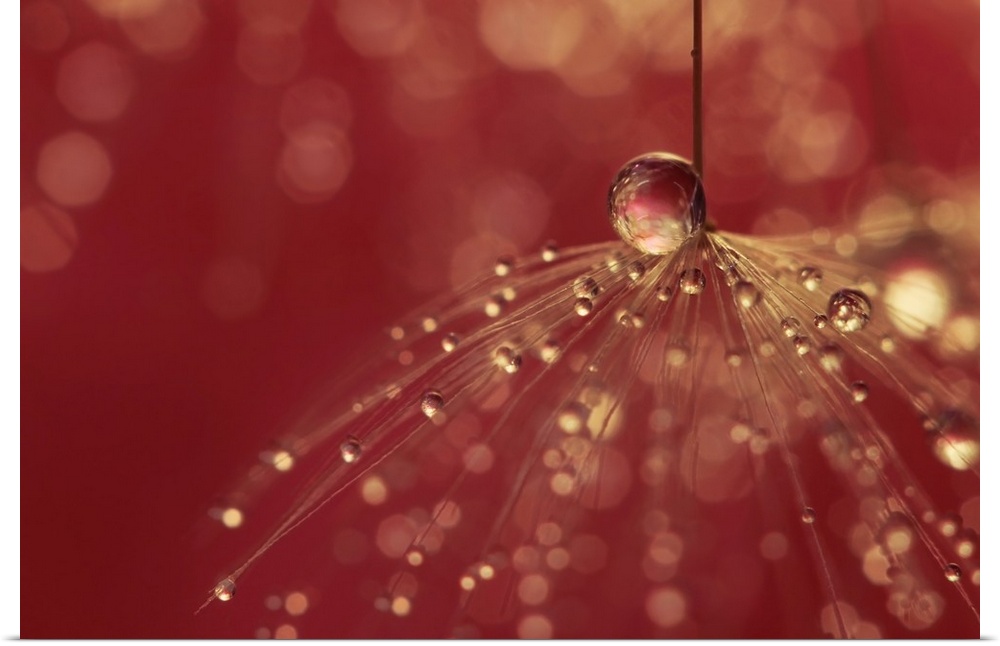 Single Dandelion seed with water droplets