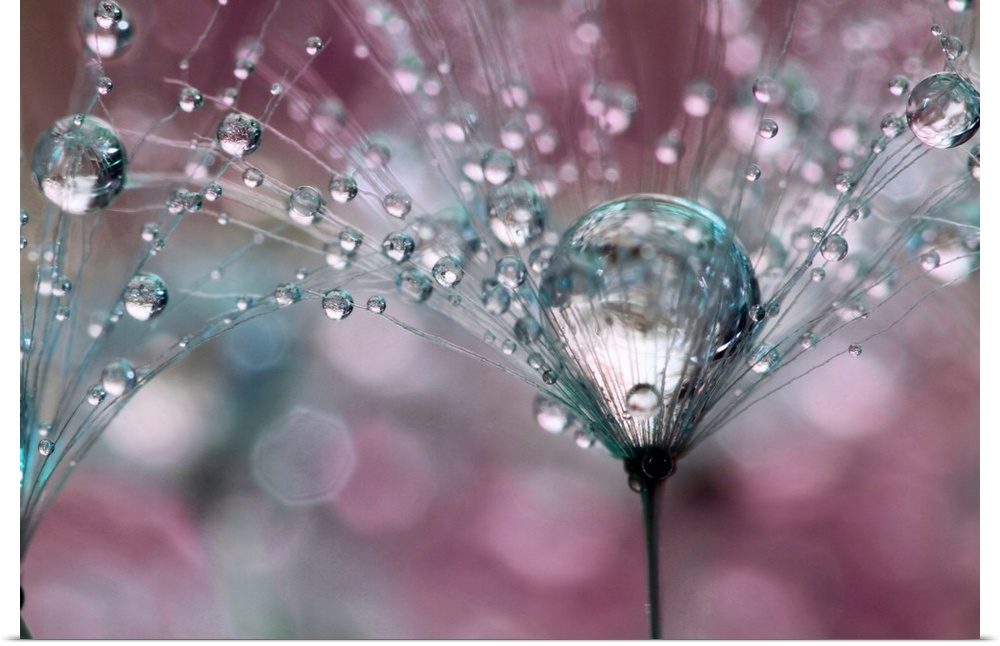 Dandelion seed with water droplets