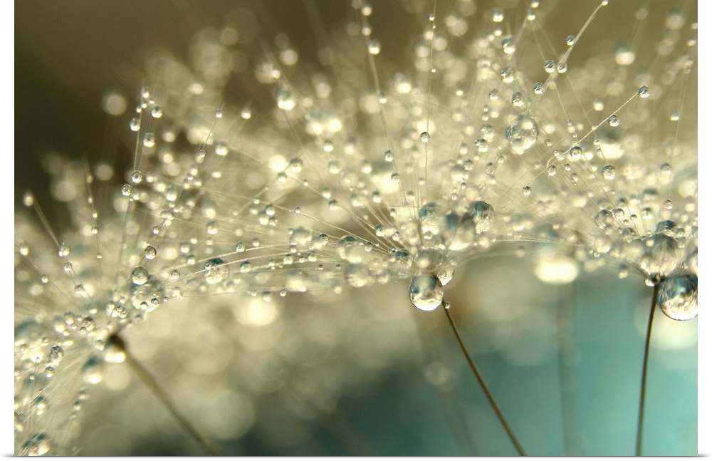 Dandelion seed with water droplets.