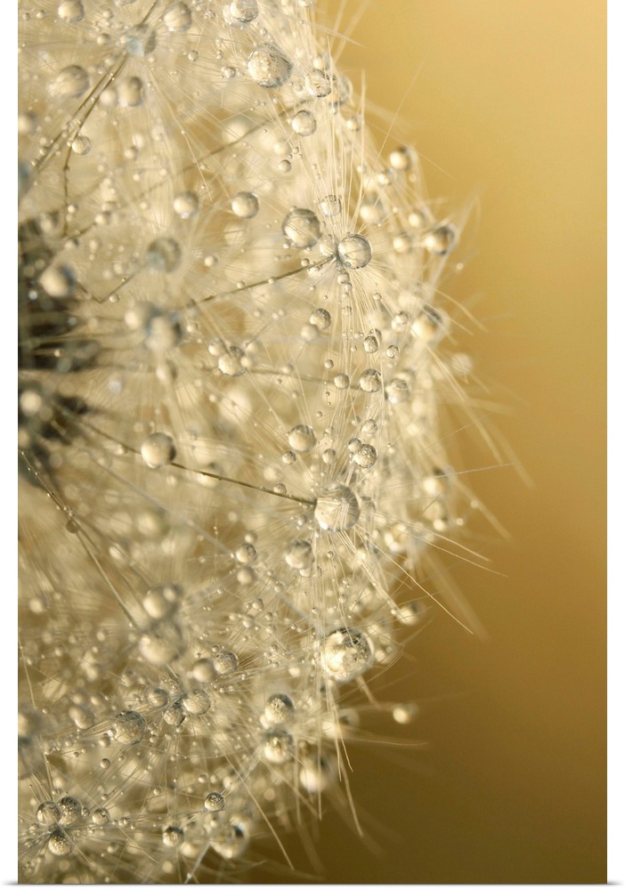 Water drops on a Dandelion seed.
