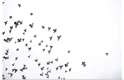 A Flock Of Pigeons Flies Across The Sky