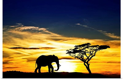 A lone elephant in Africa
