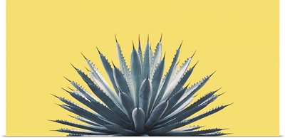 Agave On Yellow