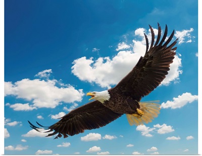American Bald Eagle In Flight